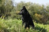 SCHIPPERKE 662